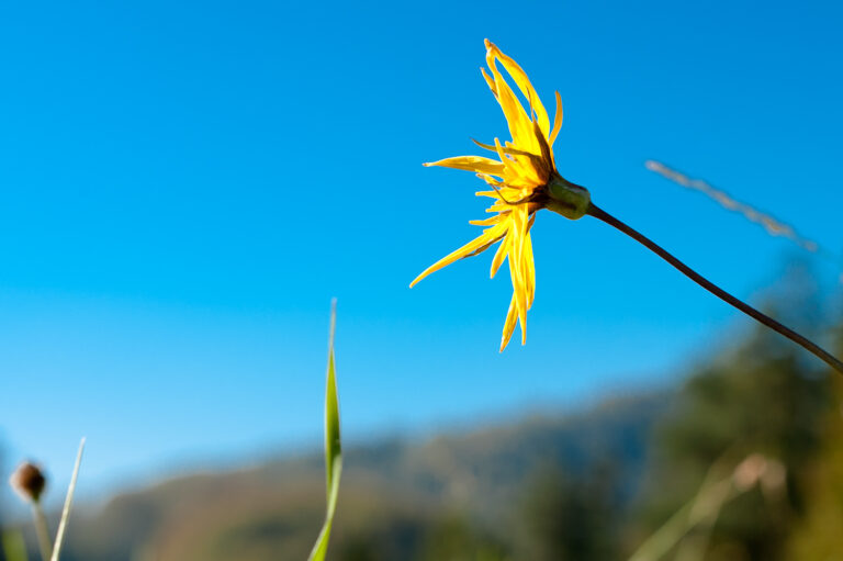 Conubia nostra per inceptos